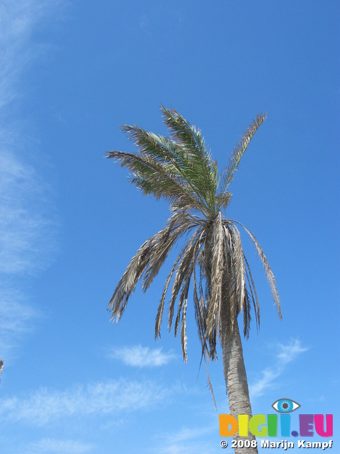 27636 Palm tree and blue sky with few clouds